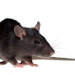 muizen en ratten