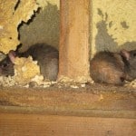 muizen en ratten 5